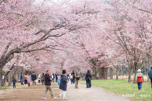 2019年樱花前线来袭!快来看最新樱花季预测!