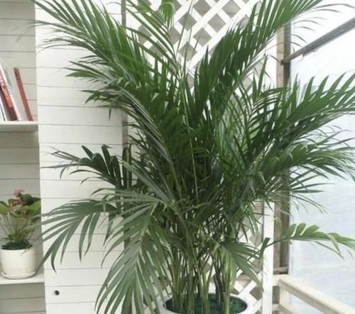  「观赏价值」室内放3种“植物”，灰尘、甲醛减少，不仅净化空气，还好看！