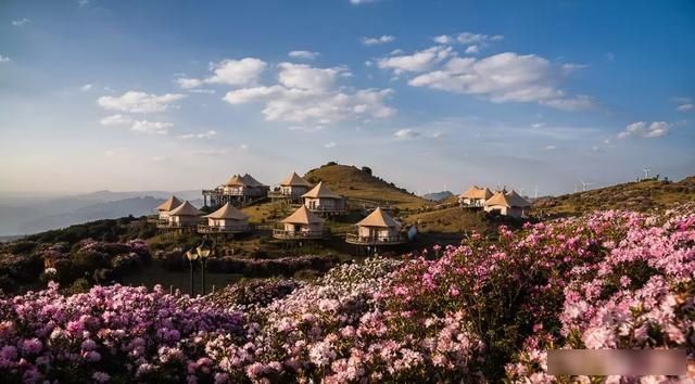  「樱花」中国这些花开成海的地方，美极了