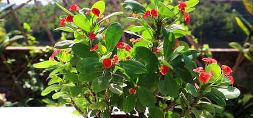  #枝繁叶茂#用这个垃圾养花，植物都喜欢，一年不用施肥，也能枝繁叶茂！