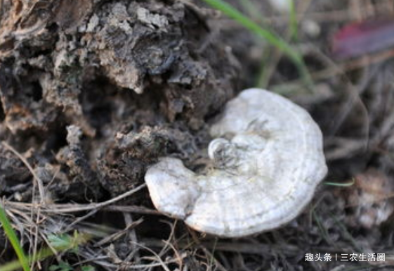  灵芝@枯树生长的宝贝，却被当柴烧，识货的人说：这烧的是钱啊