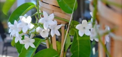  「恢复生长」移栽植物这几点没做好，容易叶黄干枯，赶紧学起来