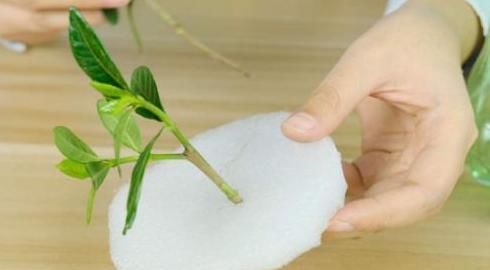  #扦插#如何提高植物的扦插成活率？用上1个雪碧瓶子，水培1周就生根