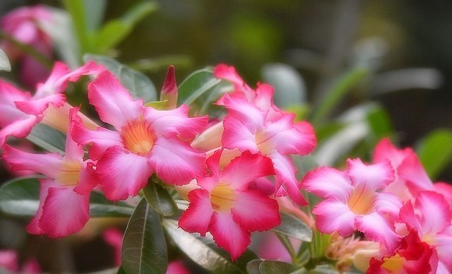  「耐热」家养“此花”，耐旱耐热，夏季不担心生长趋势，养1盆，花开不断
