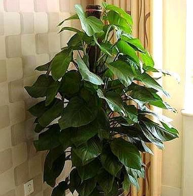『观叶类』养观叶植物,别缺“细节”,叶片又大又油亮,比“花”还好看