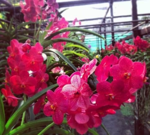 停歇:兰花中的'紫霞仙女'开花时间真长,1年365天不停歇,好看也好养