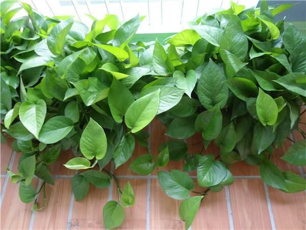  以通过蒸腾|夏天太热，养它们试试，给家里降温还美观！