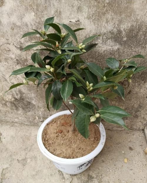  #长寿花#养花记住3个小技巧，茶花再难也能养好，开花多得不见叶！