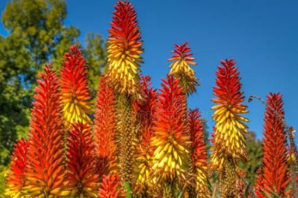  「才会开花」养芦荟多年，从未见开花？选对品种做好3点，年年花开，次次开爆