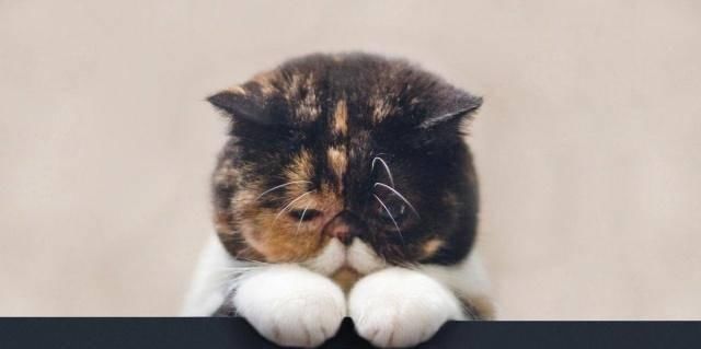 『猫咪皮毛』三花猫几乎都是母猫,这是都市传说,还是真实存在的现象呢