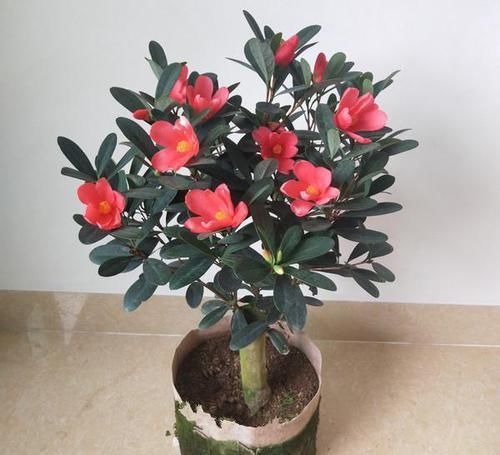  [拥有]植物界中的大熊猫，花型硕大，花色艳红无比，四季开花，难得拥有