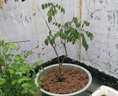 『果实』盆栽杨桃怎么养?5个小技巧,不黄叶掉叶,叶茂花多,果实不掉落