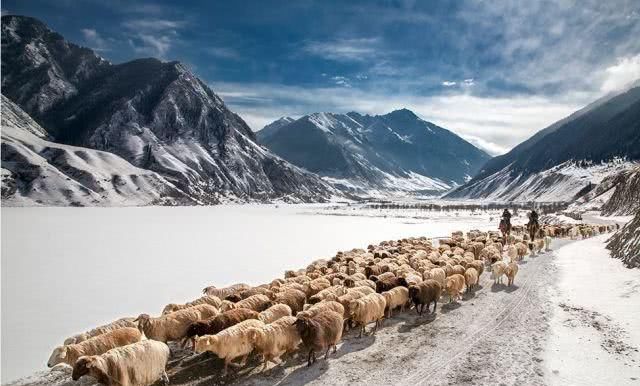 天马踏雪！这个冬天一定要来昭苏感受一下……