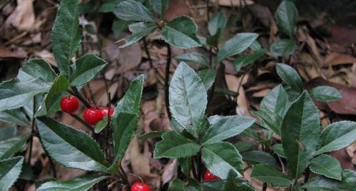  『盆栽』这种植物，可入药可盆栽，农民见到就拔，价值珍贵，见到要重视！