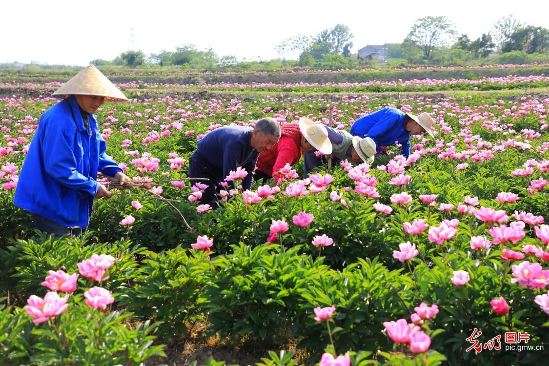  『庐江县金牛』安徽庐江：芍药绽放“致富”花