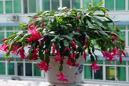  长寿花@3种花，有个阳台就能养，盆越小开花越多，轻松开成花园