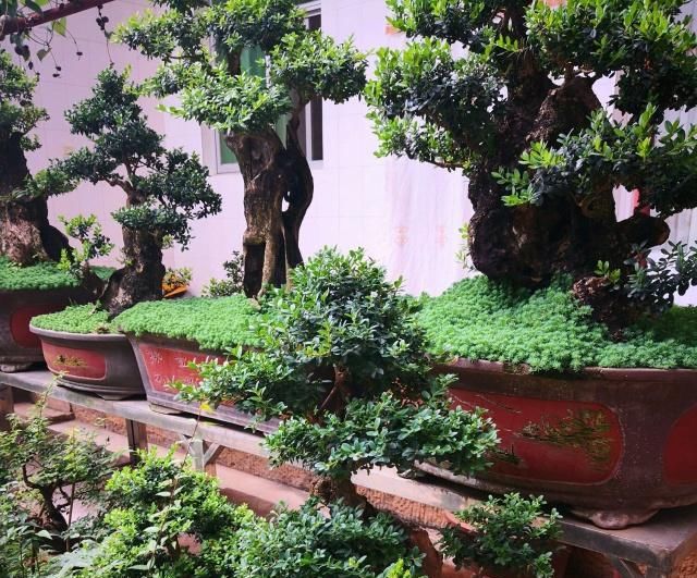  算是■小叶黄杨盆景造型美观层次感强，花蕾去除是要点，算是讲透了