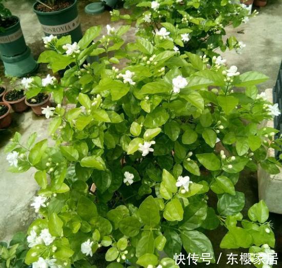  『会下霜』春天了，室内的花别着急出室，1点达不到，小心变“翻车现场”