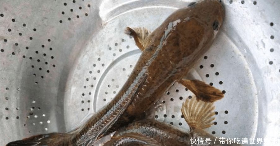 蛇头鱼入侵广东多地出现“蛇头鱼”，专家因水质变好才出现