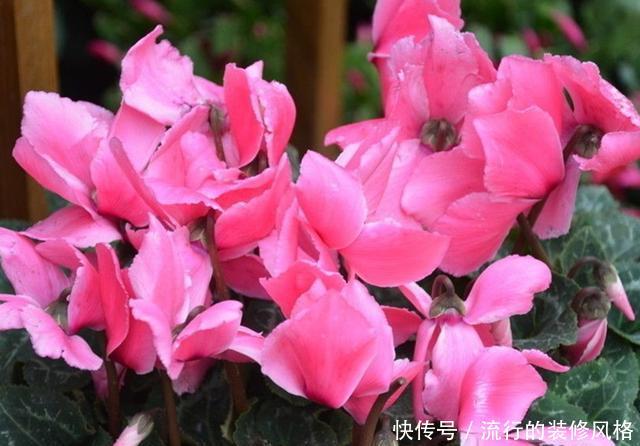  回家@春天还可以买仙客来吗，买回家怎么养？注意4点，还能开上两个月