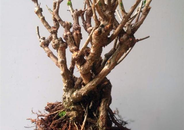 『回家』3种植物买回家没叶子?别急,学会栽种技巧,开花结果都不耽误