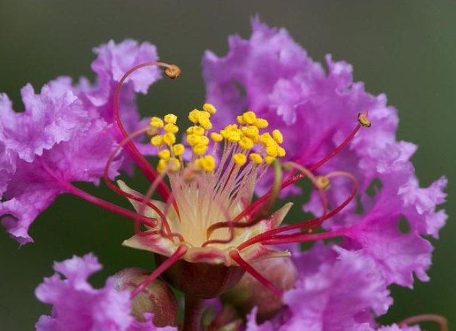  「色彩艳丽」紫薇花的养花方法，这样养护花开更久，色彩艳丽满枝头，花期长