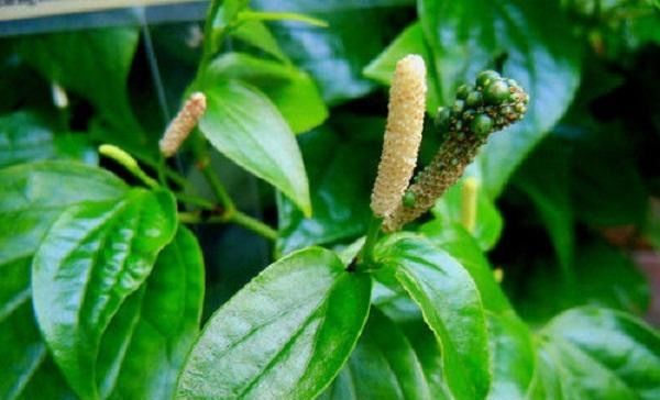  良药@农村里常见的杂草，是牙疼的必备良药