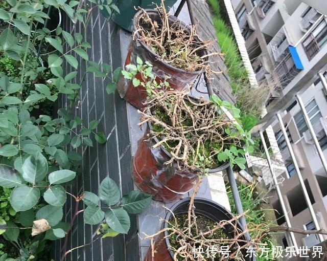  脱盆■过冬冻伤枯死的太阳花开春直接丢？脱盆后很意外，一个月后能开花