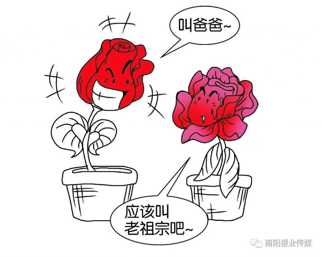  【玫瑰】哪有什么玫瑰？长哩美的都是月季！