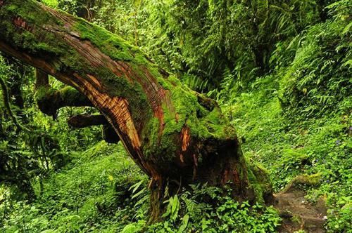  「树木」堪称世界之最的6种树木，其中最贵、最毒、最硬的树都在