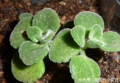  『真好玩』这种植物真好玩，越碰越香，摘片叶子砸一砸，还能熏蚊子