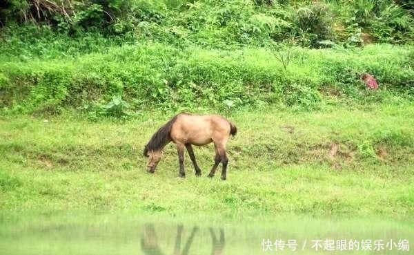 顾不上:野河钓鲫,环境优美,恰似人间天堂,却遭遇“电工”洗劫
