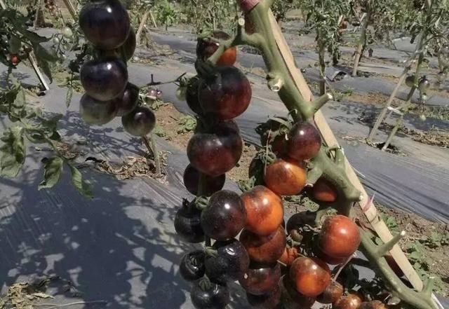  亩产值@号称亩产值10万元，农民种了就亏钱，又是炒作起来的蔬菜