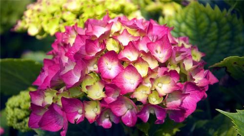  「八仙花」此花花开美丽，花朵成球状，家庭养护最适宜