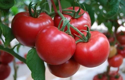 西红柿是生吃还是煮熟美白祛斑最有效?吃对了