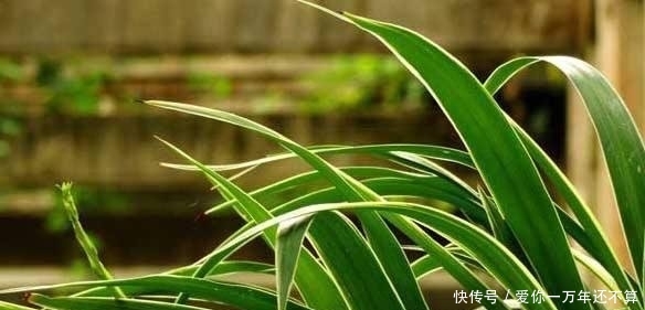 『地方养护』8月份,可养“8种花”,随便晒、随便养就长爆盆,花儿朵朵开不停