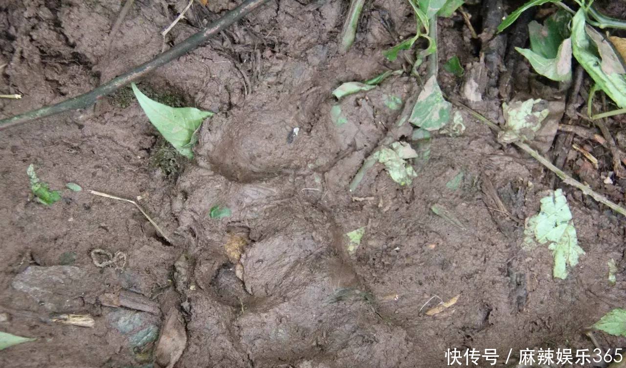 四川宜宾惊现100公斤的狗熊！吞了4只羊，现场还有羊胎盘！