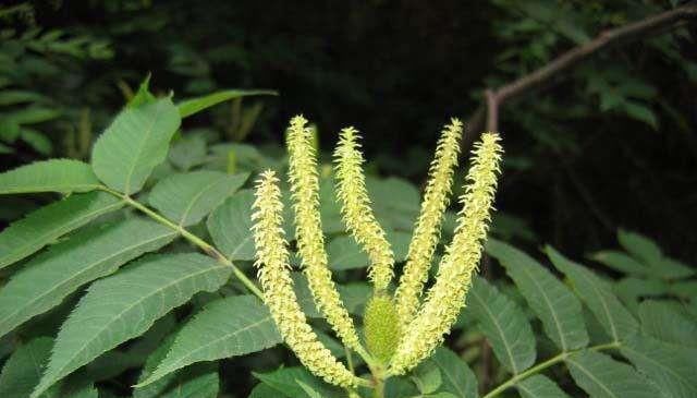  [全身]这植物，人称“化香树”，全身都是宝，却被当柴火烧，遇