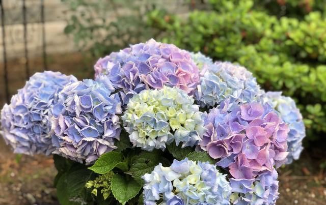  #花木#忘了绿萝吊兰吧，这种盆栽花木，花期长，好看又好养，更值得拥有