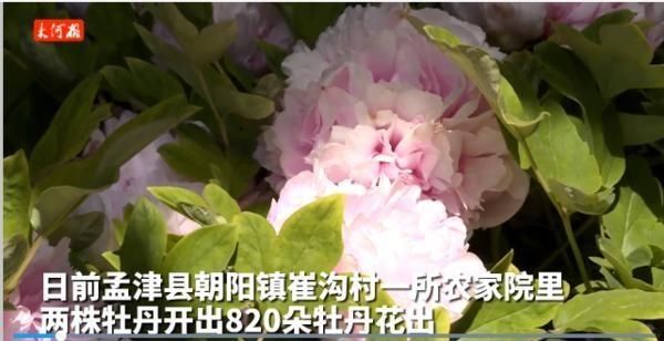  [农家院]洛阳农家院里开出“牡丹花王”，单株牡丹花开超过400朵