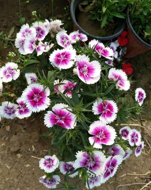  『花芽分化』石竹花养护技巧，放在阳台上，花芽分化极强，开满盆很轻松