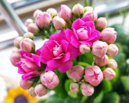  #重瓣牵牛花#庭院选这几款花，花姿妖娆，盛开时繁花似锦，花色美轮美奂