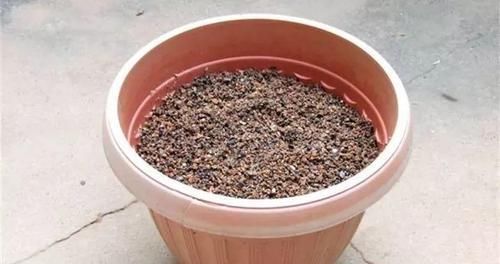  『图片作者』栀子茉莉千万别用这种土，养一盆死一盆！