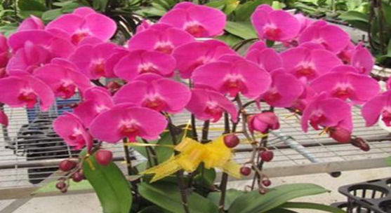  想要|想要蝴蝶兰二次开花，“两步”到位，别惊讶，就是这么“任性”！
