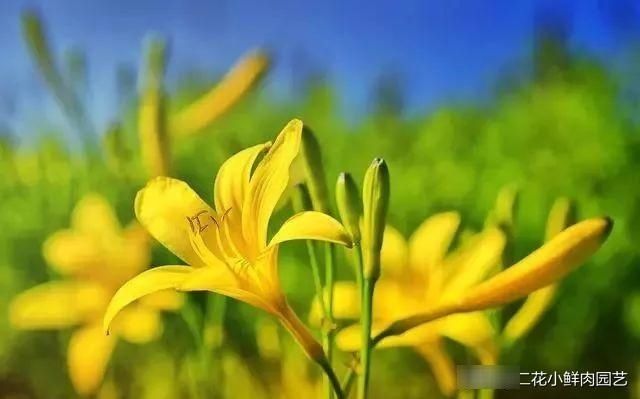 以食用■集观赏、食用为一体的6种花，好看又好吃，你吃过几种？