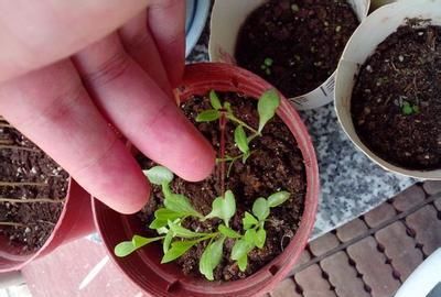  『刚好』现在撒几粒这种子，母亲节刚好长出一捧花，既有心意还省钱！