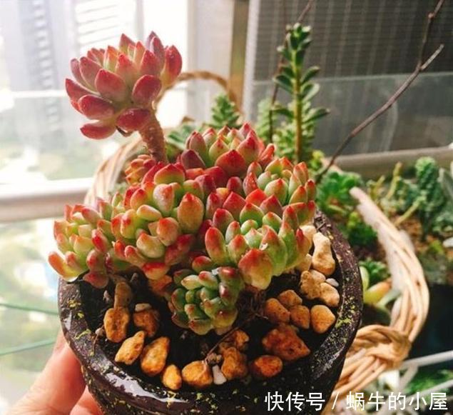 样子多肉|多肉难上色？用3个小窍门，这么做，肉肉出彩快、更美丽