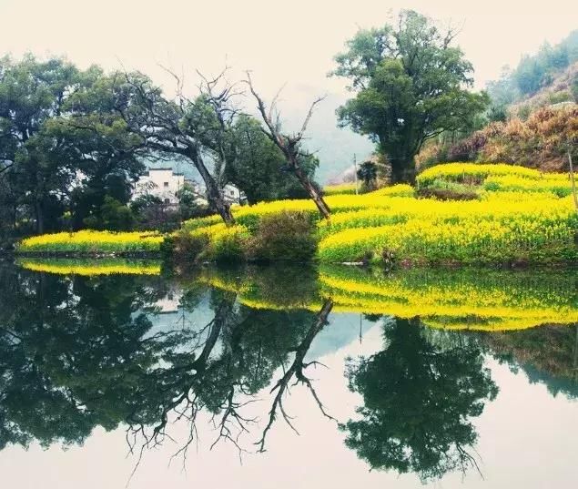 “最美乡村”的称号的婺源花开得美爆了！