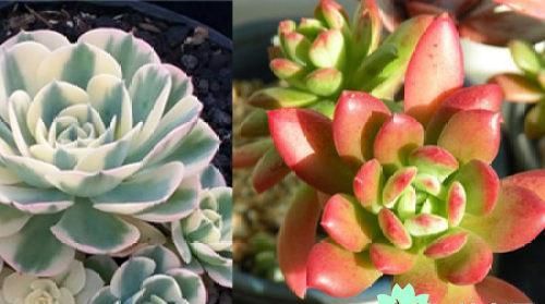  #植物#多肉植物怎么养,如何养多肉植物