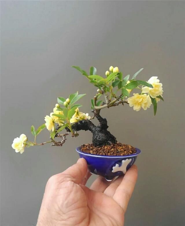  开花■掌上开花，真好看！